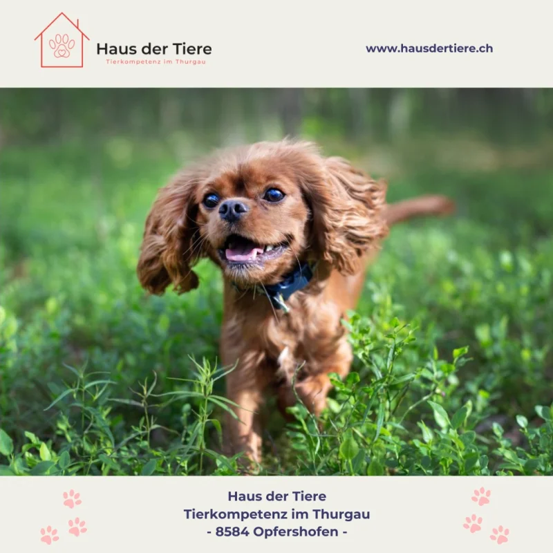 Ein Platz für Tiere  das Haus der Tiere in Opfershofen