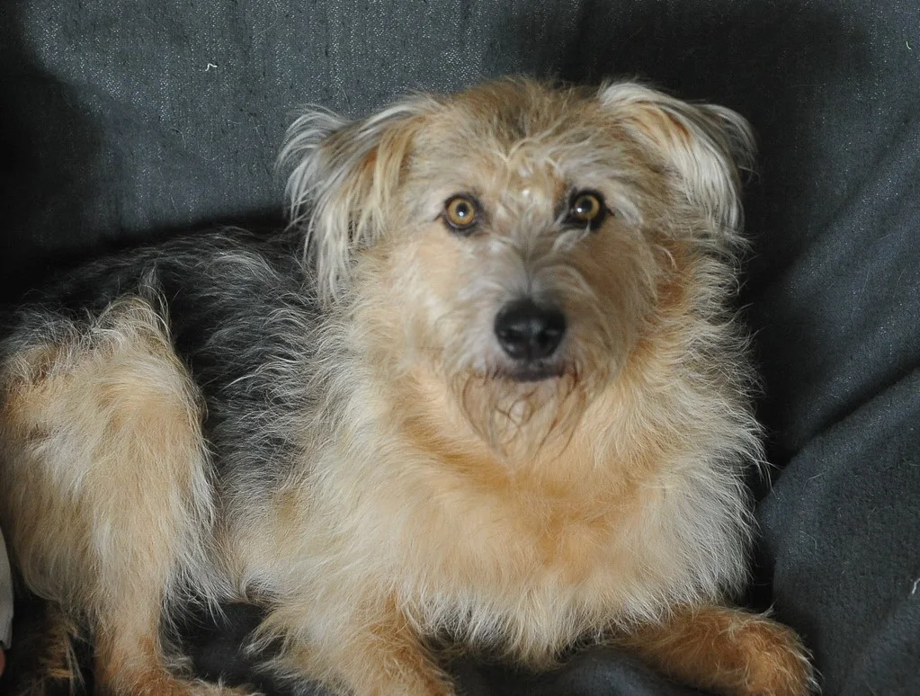 Neues Tierschutzgesetz in Italien