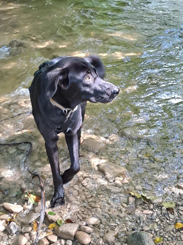 Erfolgreiche Tiervermittlung oder der Weg in ein neues Zuhause