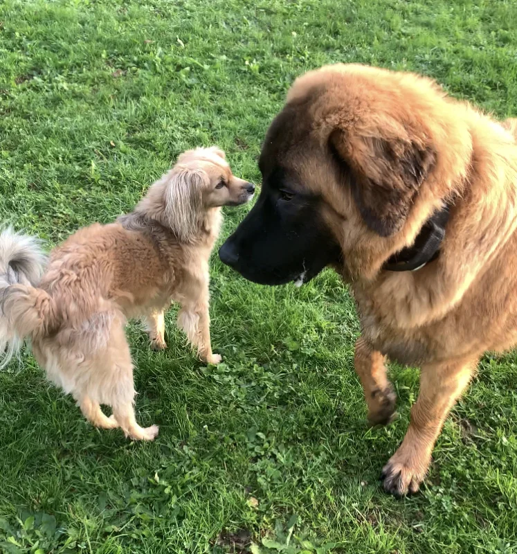 Warum es entscheidend ist, die Körpersprache deines Hundes zu verstehen