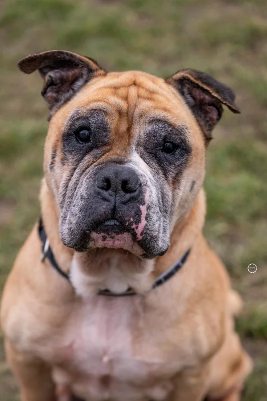 Unsere Mission:Seriöser Tierschutz hat Priorität