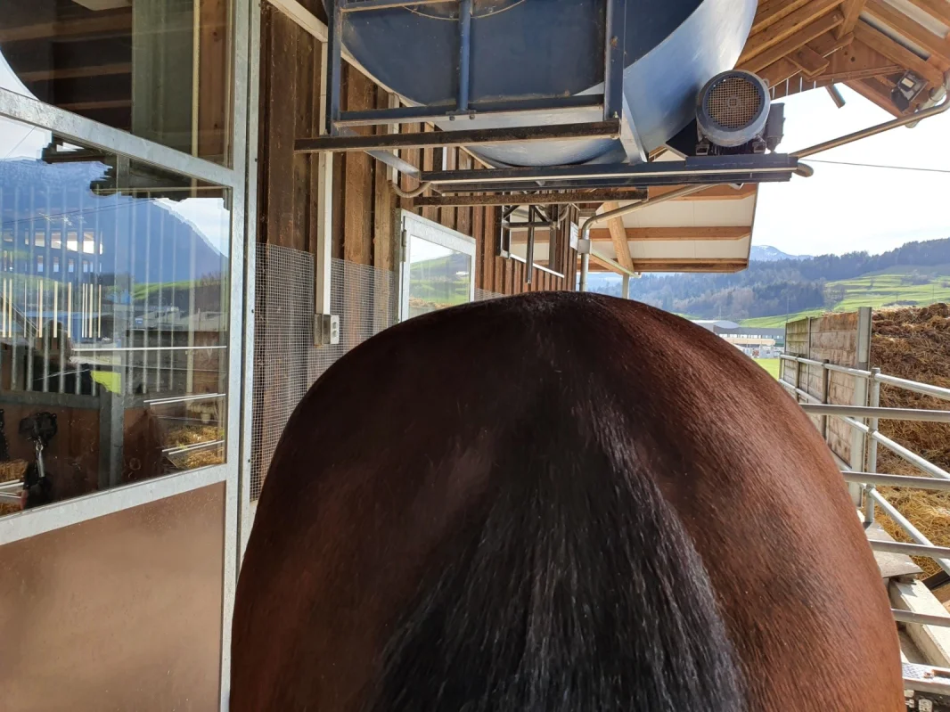 DIE   DORNTHERAPIE FÜR PFERDE