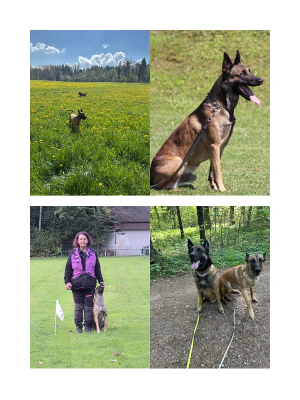 Hundesport vs. Chill-Modus: Wo liegt die goldene Mitte?