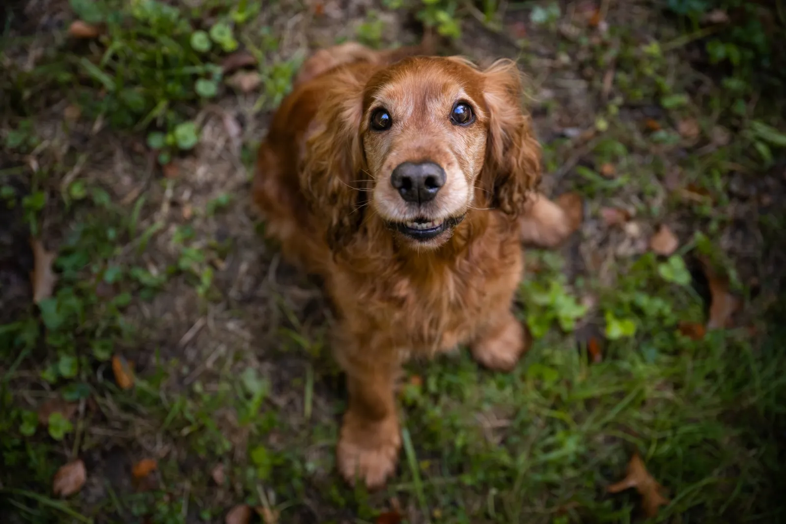 Schweiz: Vergünstigte Fotosession für Hunde mit Schlappohren