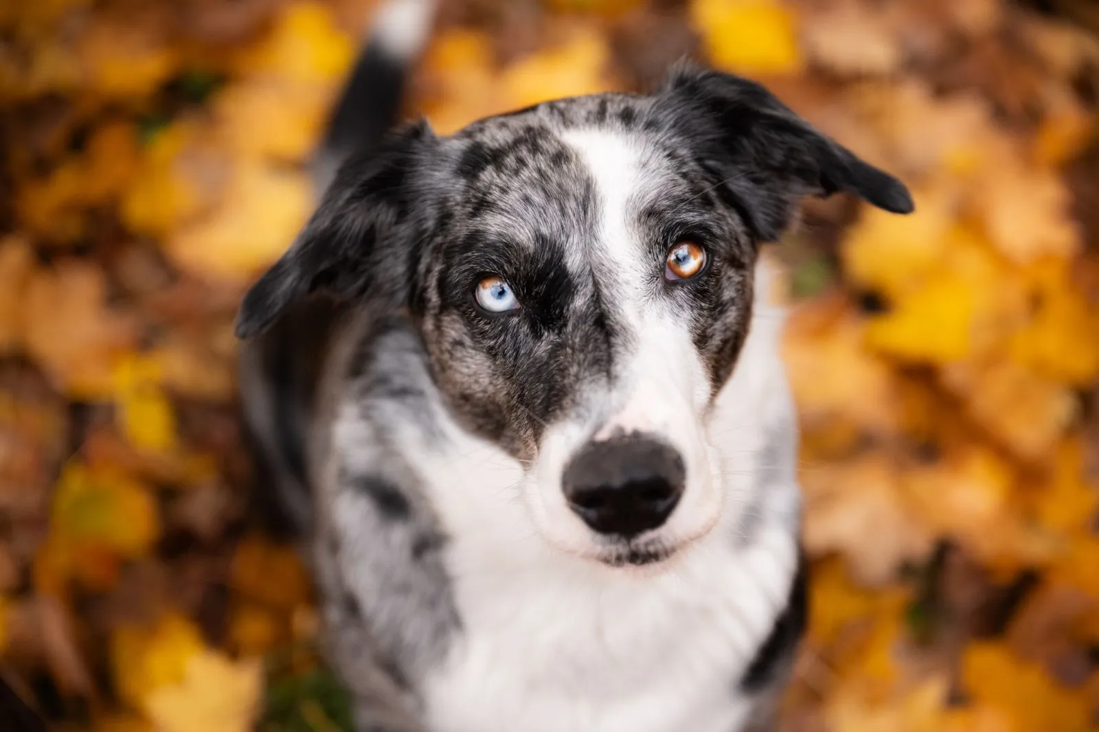 Schweiz: Vergünstigte Fotosession für Hunde mit mehrfarbigen Augen