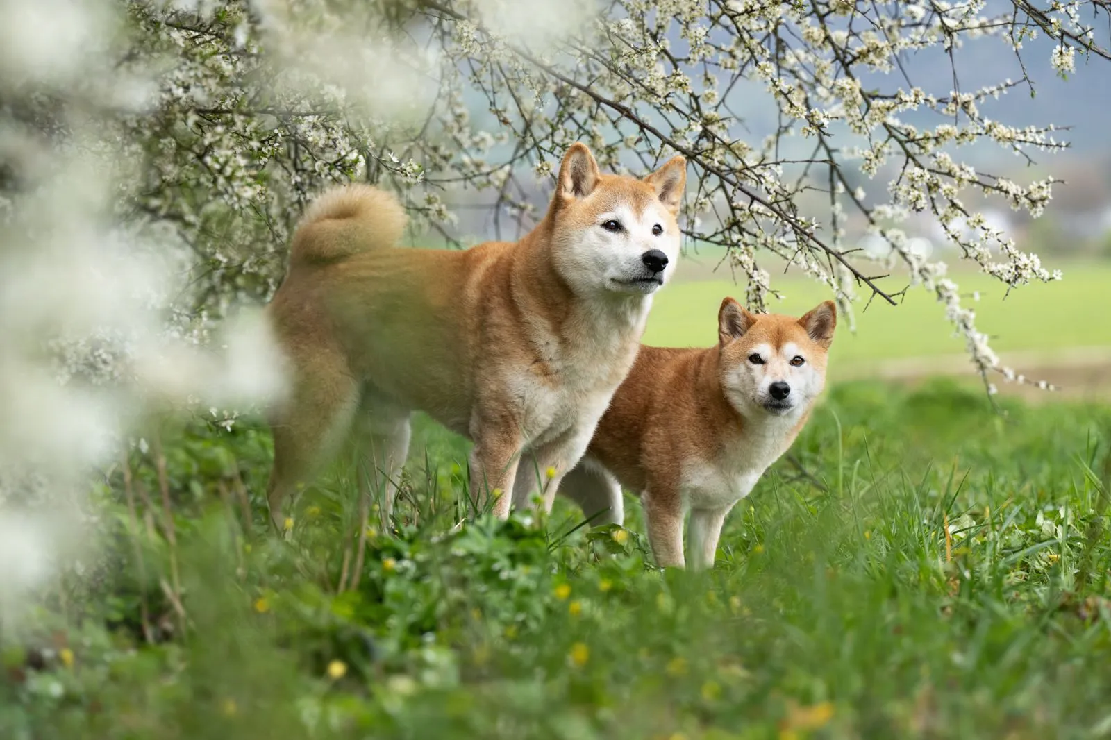 Schweiz: Vergünstigte Fotosession für asiatische Hunderassen