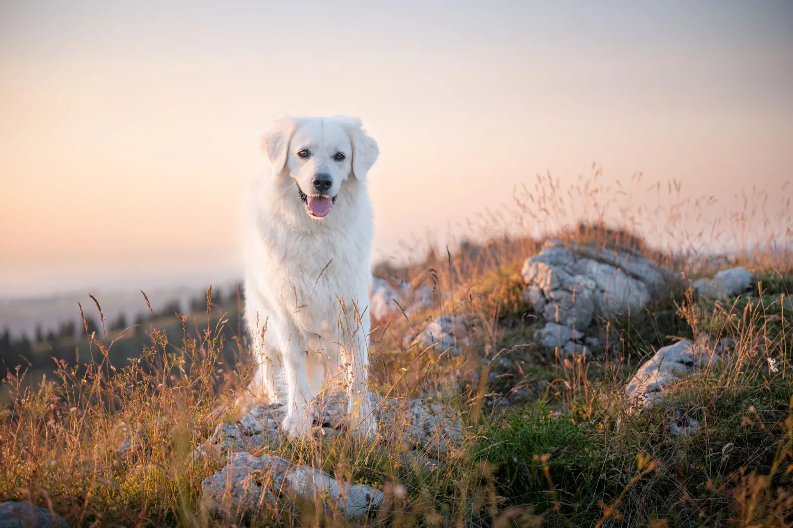 Schweiz: Vergünstigte Fotosession für weisse Hunde