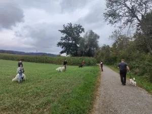 Erziehungskurs Unterwegs mit Schnüffelauslastung