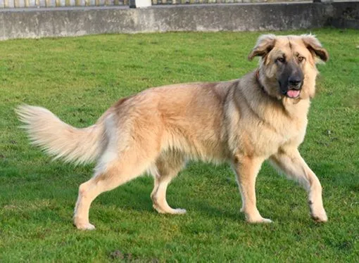 Lori, die anhängliche Mastin x Schäfer Prinzessin