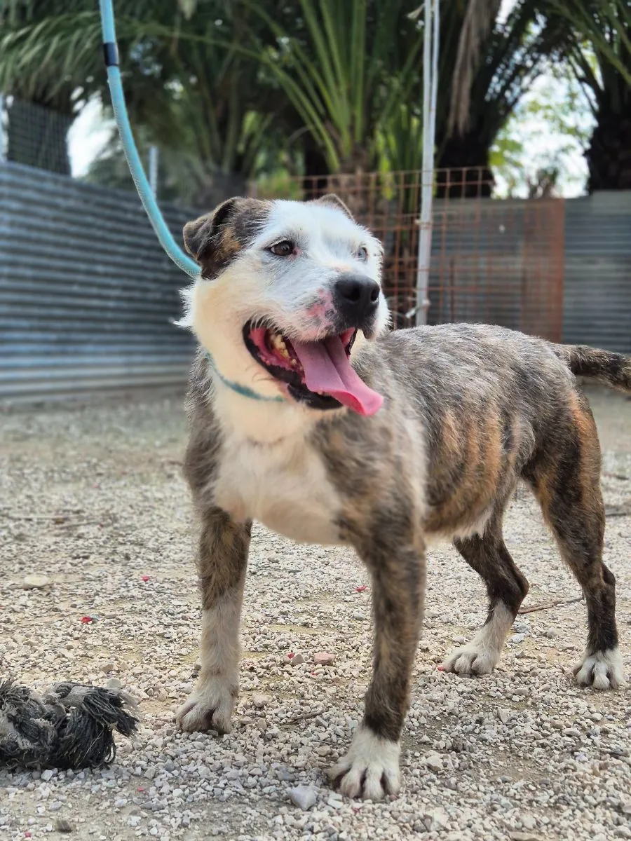 Baloo – ein Herz für Menschen, ein Einzelgänger unter Hunden