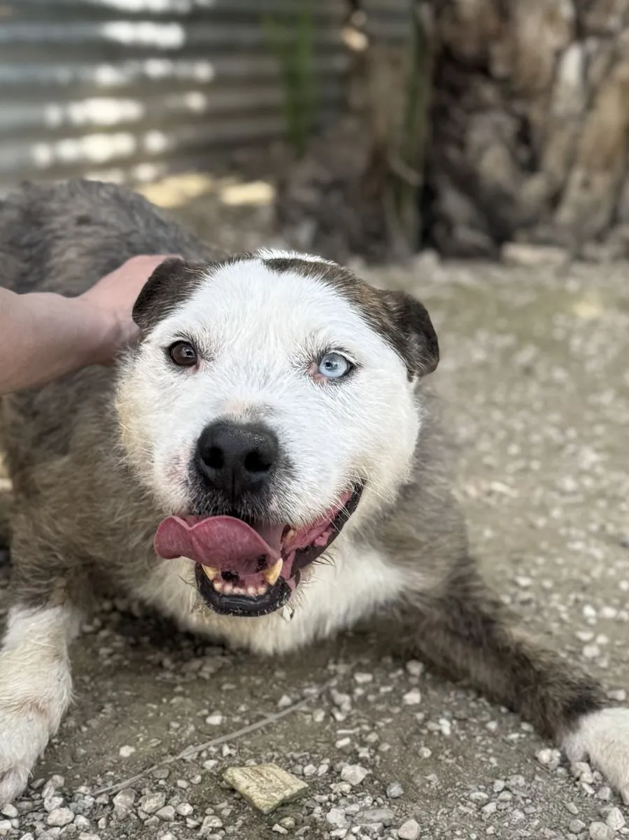Baloo – ein Herz für Menschen, ein Einzelgänger unter Hunden