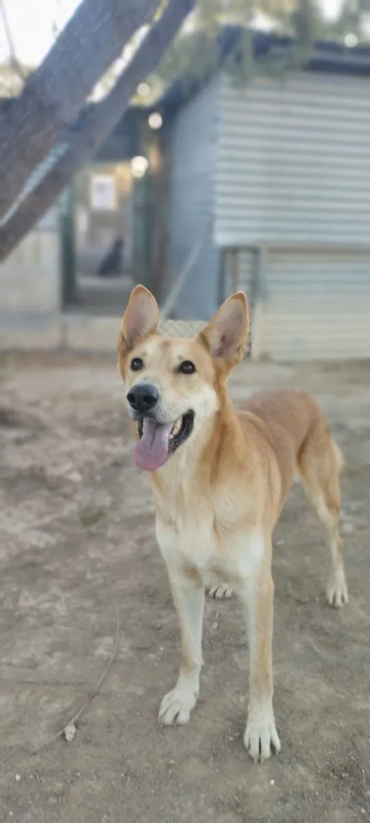 Gorka: Energie im Herzen, Treue im Blick, sucht Dich!