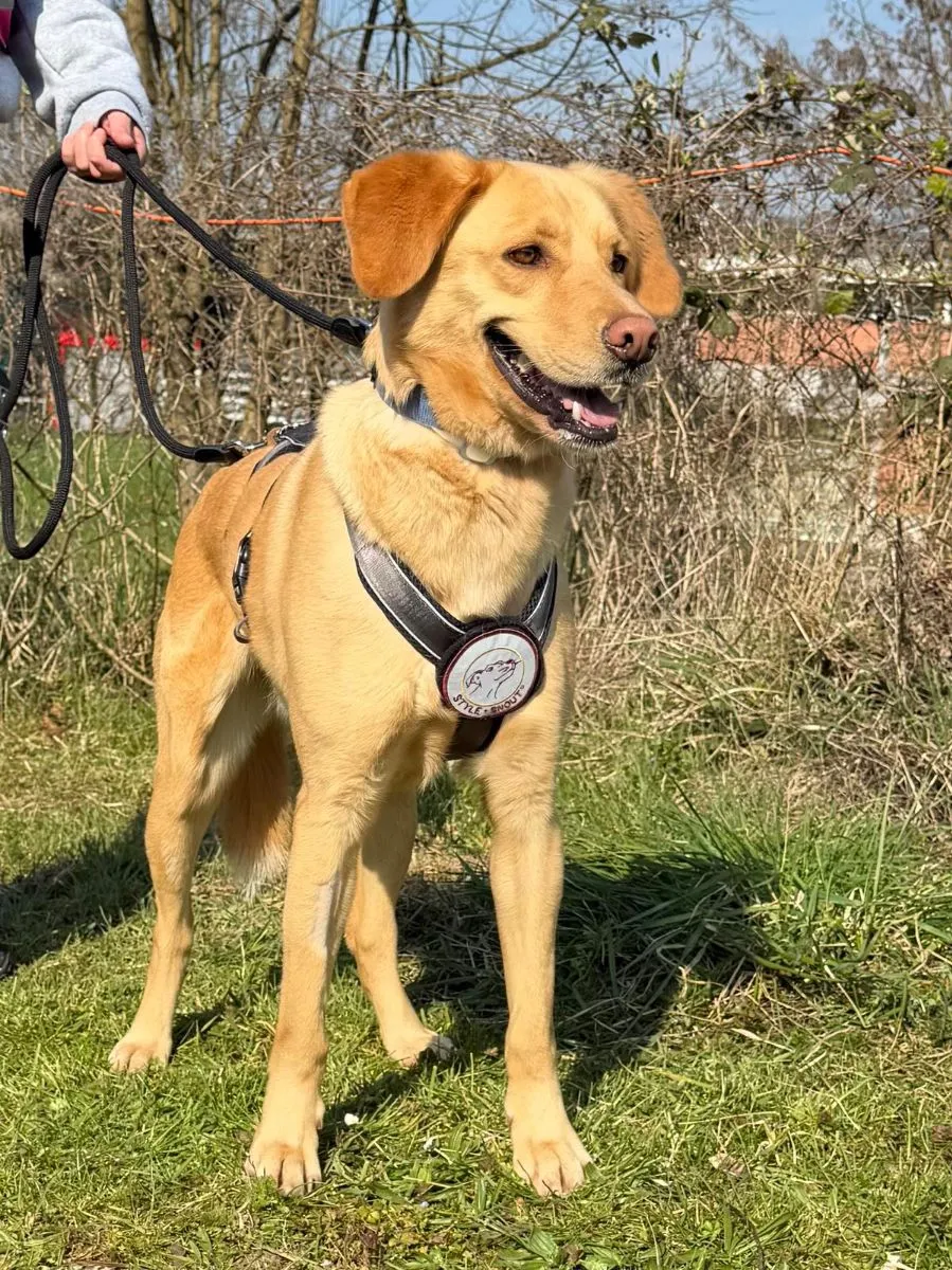 Charmeur mit Entdeckergeist sucht sein Für-immer-Zuhause