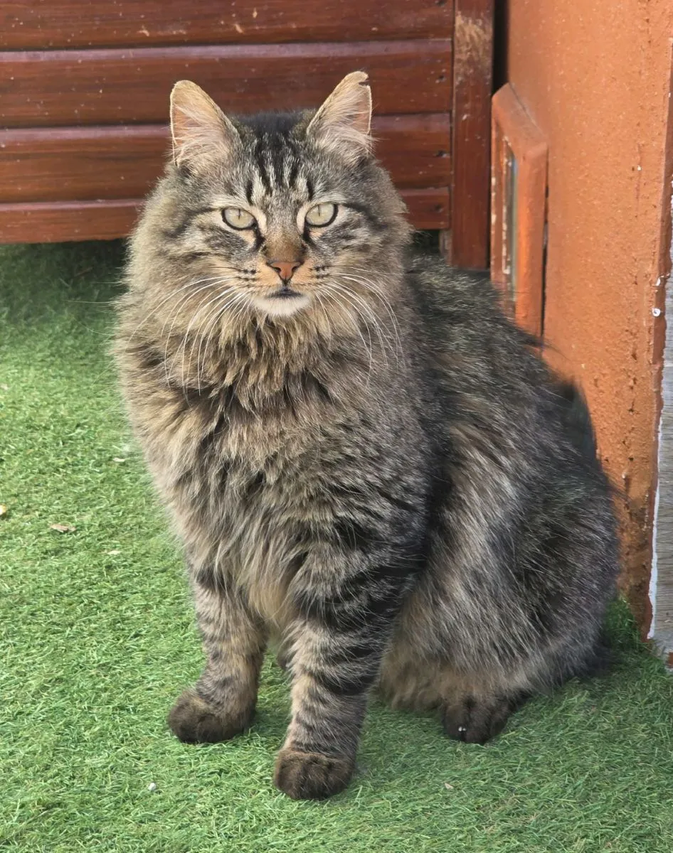 Joan – sanfter Langhaar-Kater sucht liebevolles Zuhause mit Garten