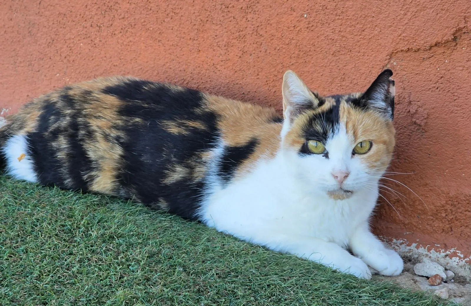 Lola (Mimi) – eine kleine Prinzessin mit großem Herzen sucht ihr Für-Immer-Zuhause