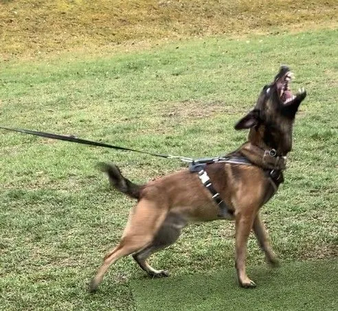 Mein Hund benimmt sich an der Leine daneben! Strategien entwickeln mit Mental Coaching.