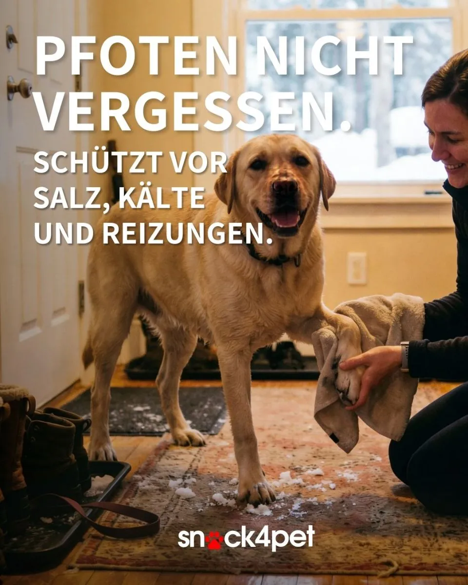 Achtung Streusalz – schütze die Pfoten deines Hundes 🐾