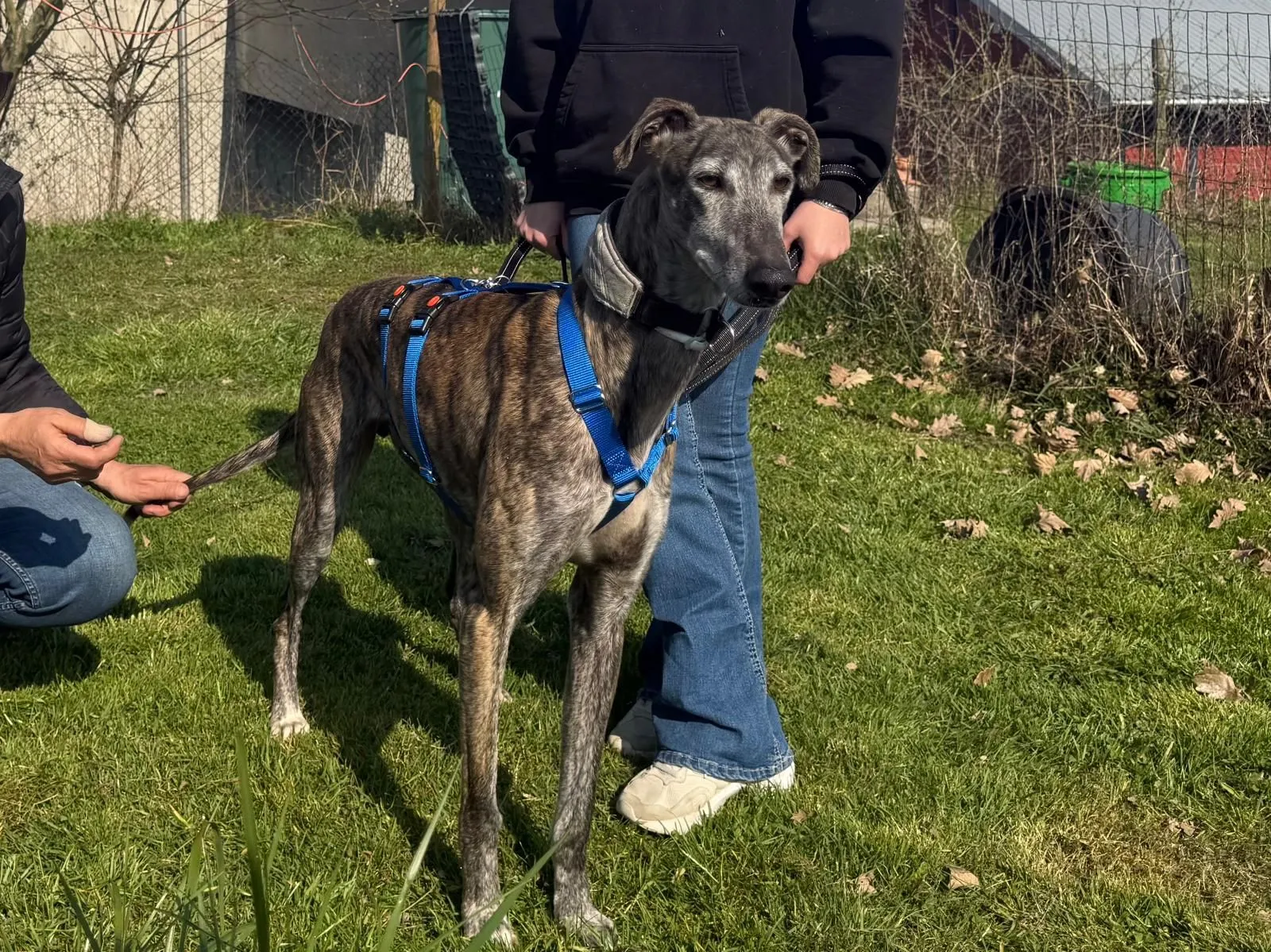 Gladius hat Schreckliches überlebt – sanfter Riese sucht Sicherheit