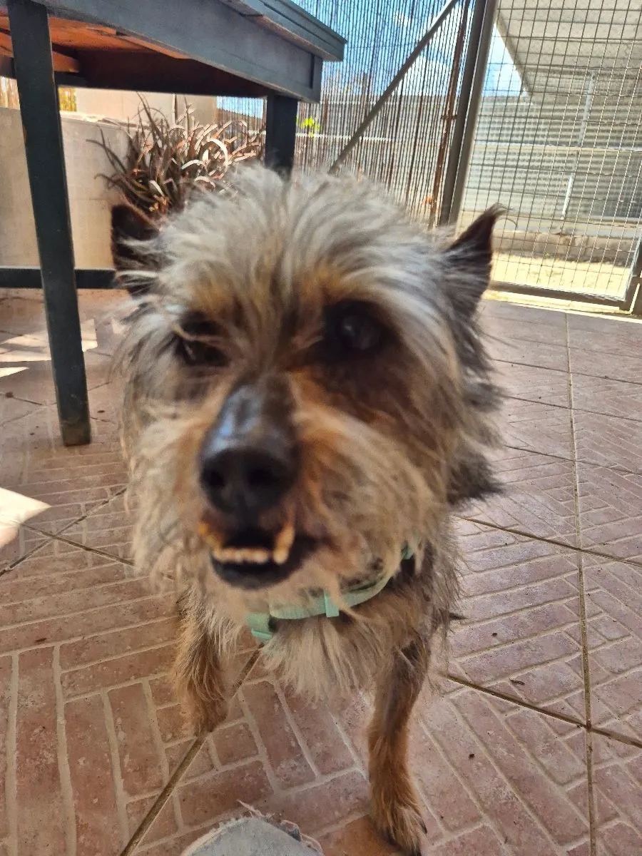 Sheldon- sanfter Senior sucht liebevollen Lebensabend
