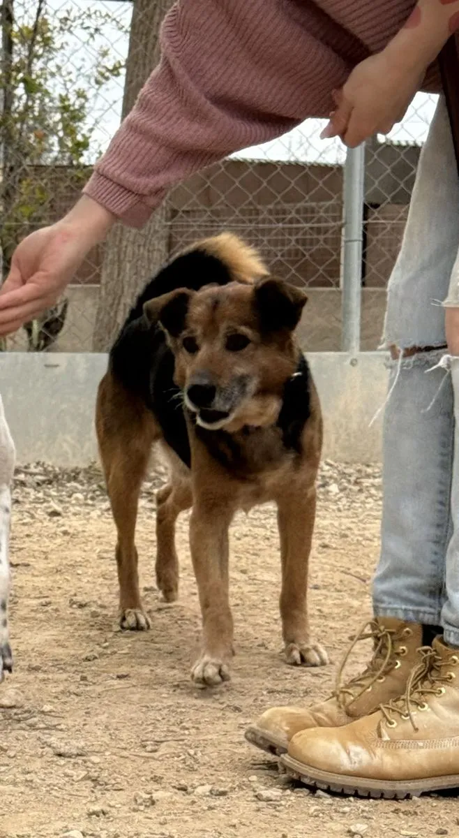 Camillo - unser Senior Charmeur