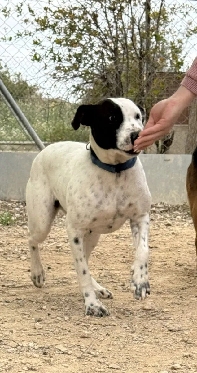 Beily - Lieblings Hund, sie will dir gefallen
