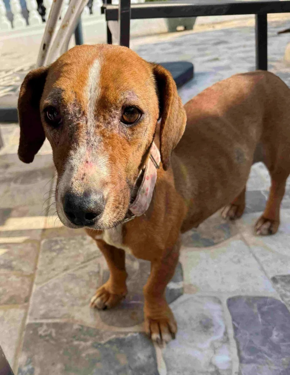 Die kleine Hermine hat schon so viel hinter sich, liebe auf 4 Beinen