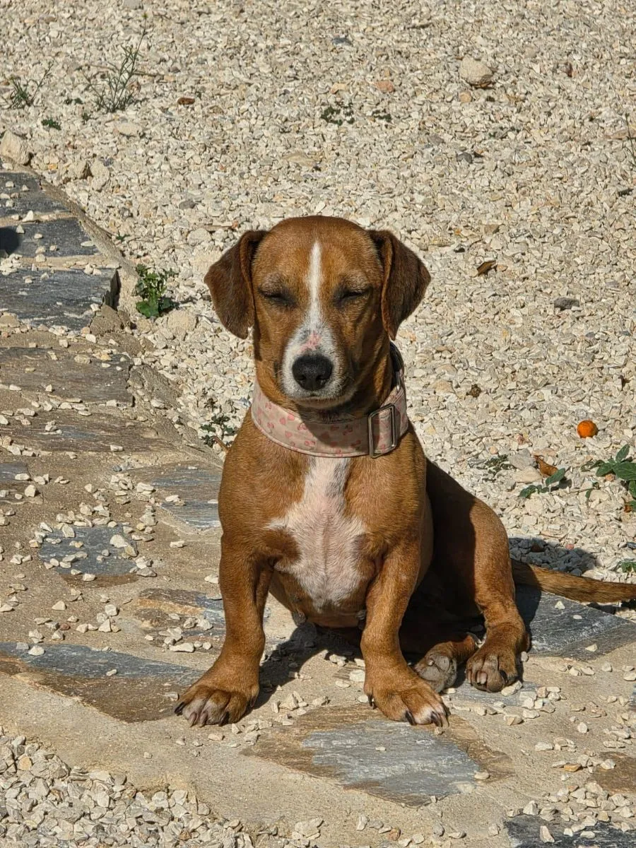 Die kleine Hermine hat schon so viel hinter sich, liebe auf 4 Beinen