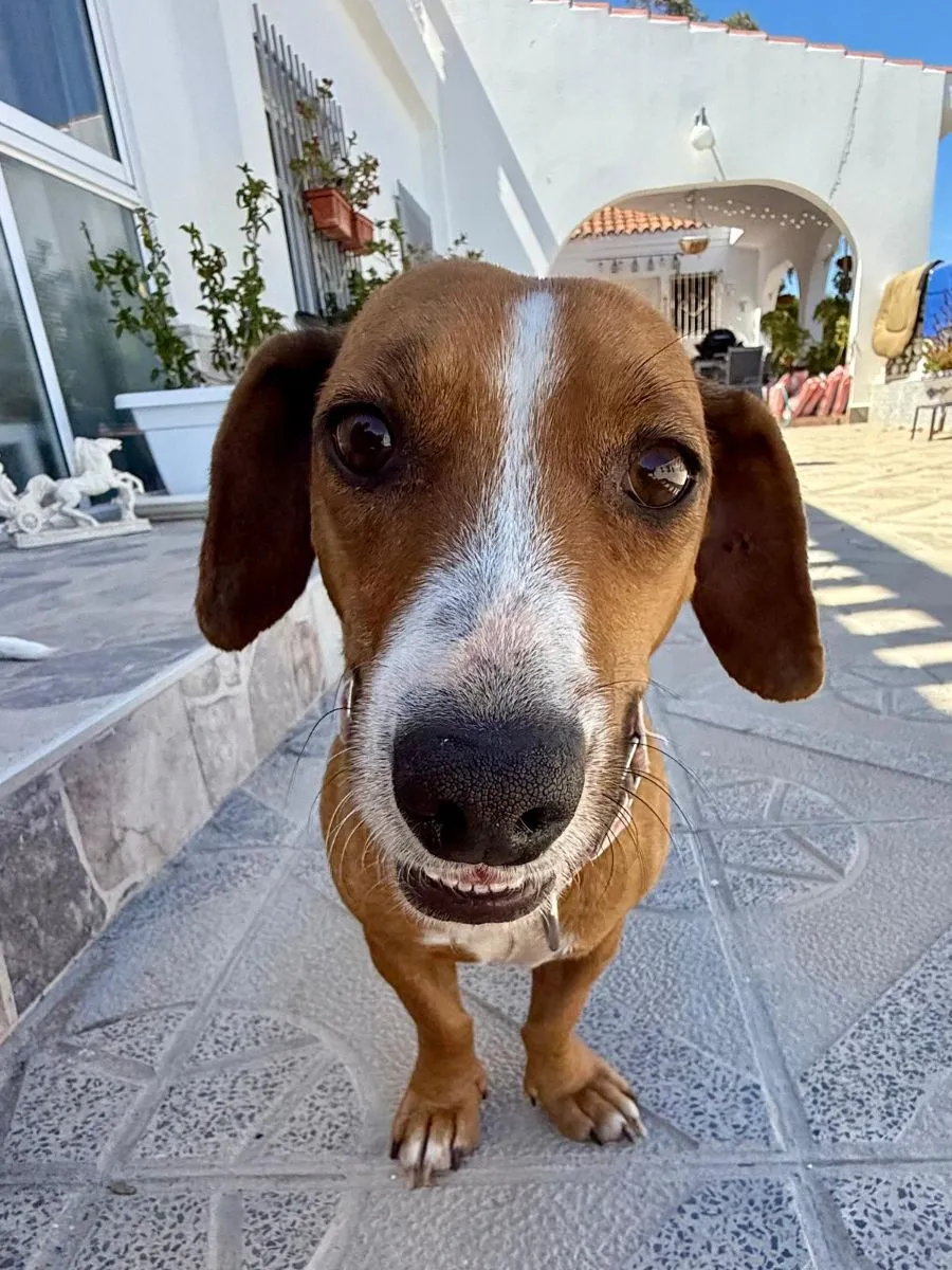 Hermine - versteht sich mit allen und jedem (Hunde, Katzen, Menschen)
