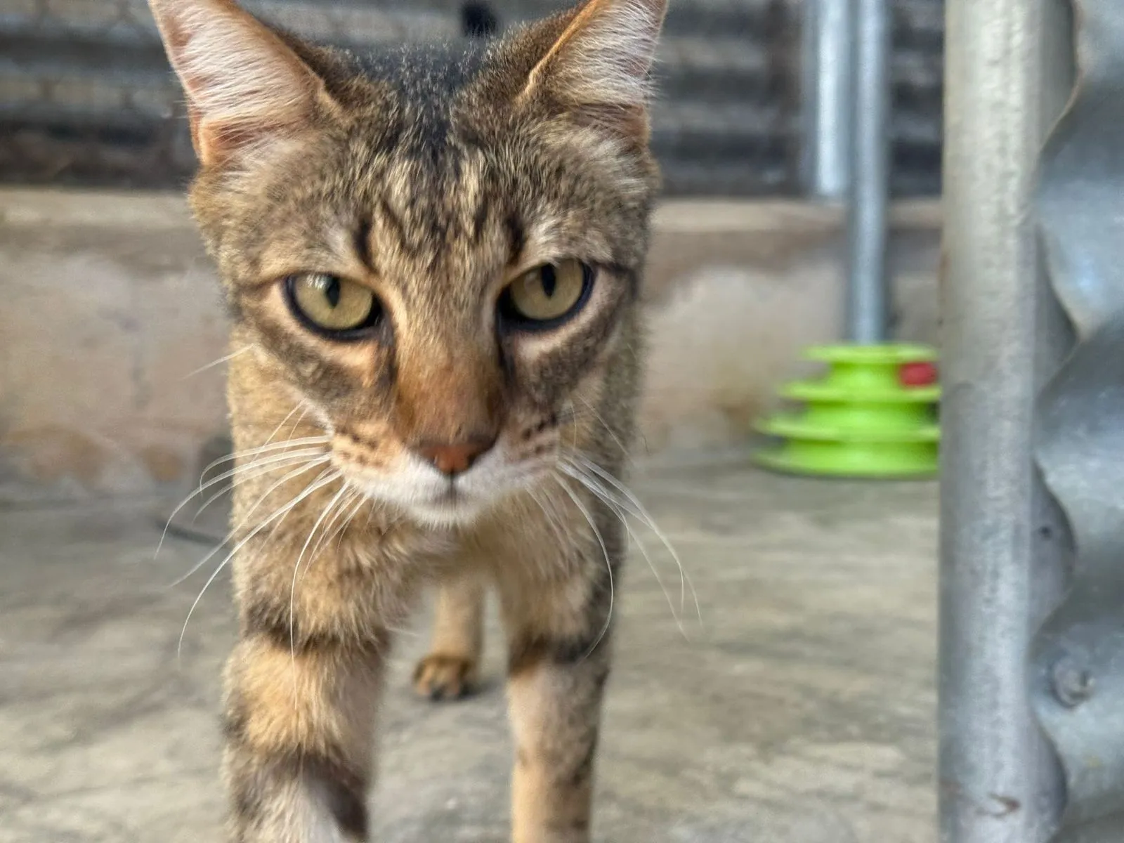 Sasha – eine kleine Diva mit grossem Herzen und Sehnsucht