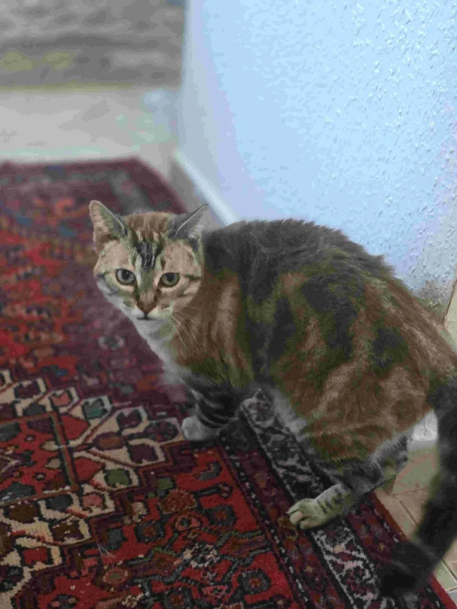 Mino – Vom Streuner zum Schmusekater