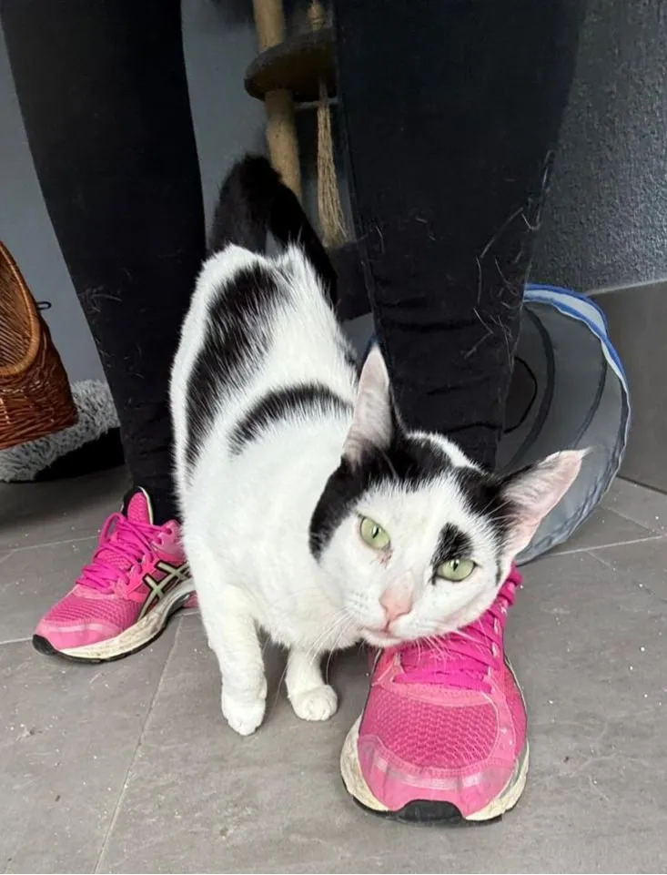 Minka – wunderschöne fürsorgliche Mama von Jack, Balu und Chico