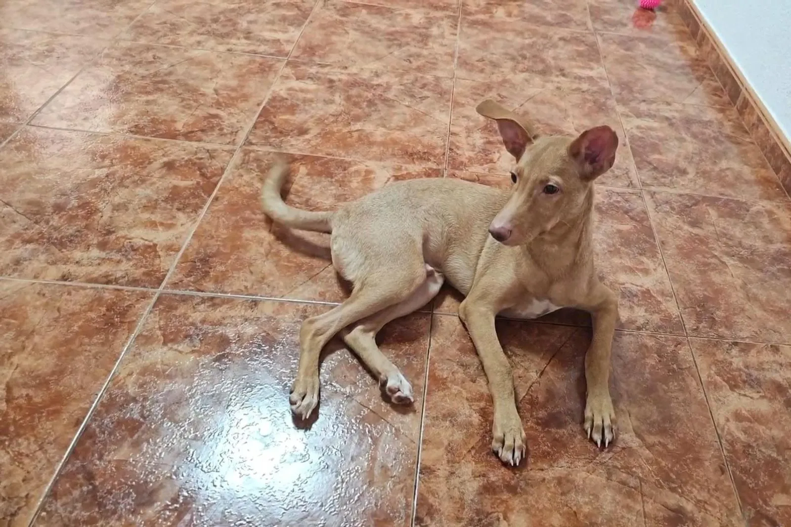 Podenco Bube sucht neues Zuhause – liebevoll, sensibel und treu