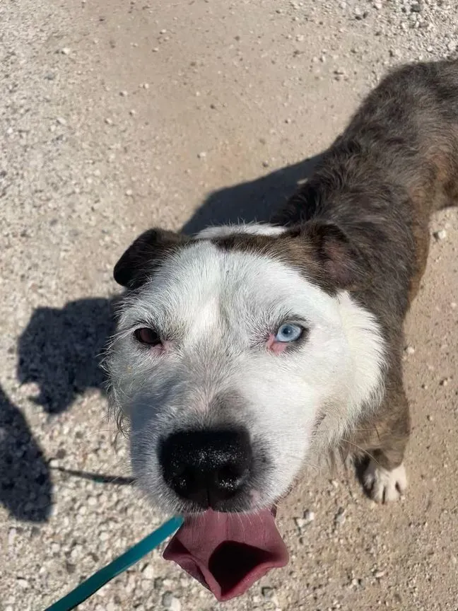 Baloo – ein Herz für Menschen, ein Einzelgänger unter Hunden