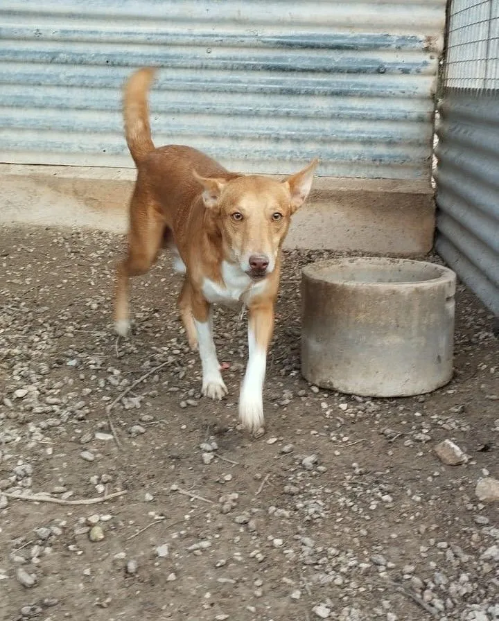 Coco – junger, lieber Rüde sucht Menschen zum Lieb haben