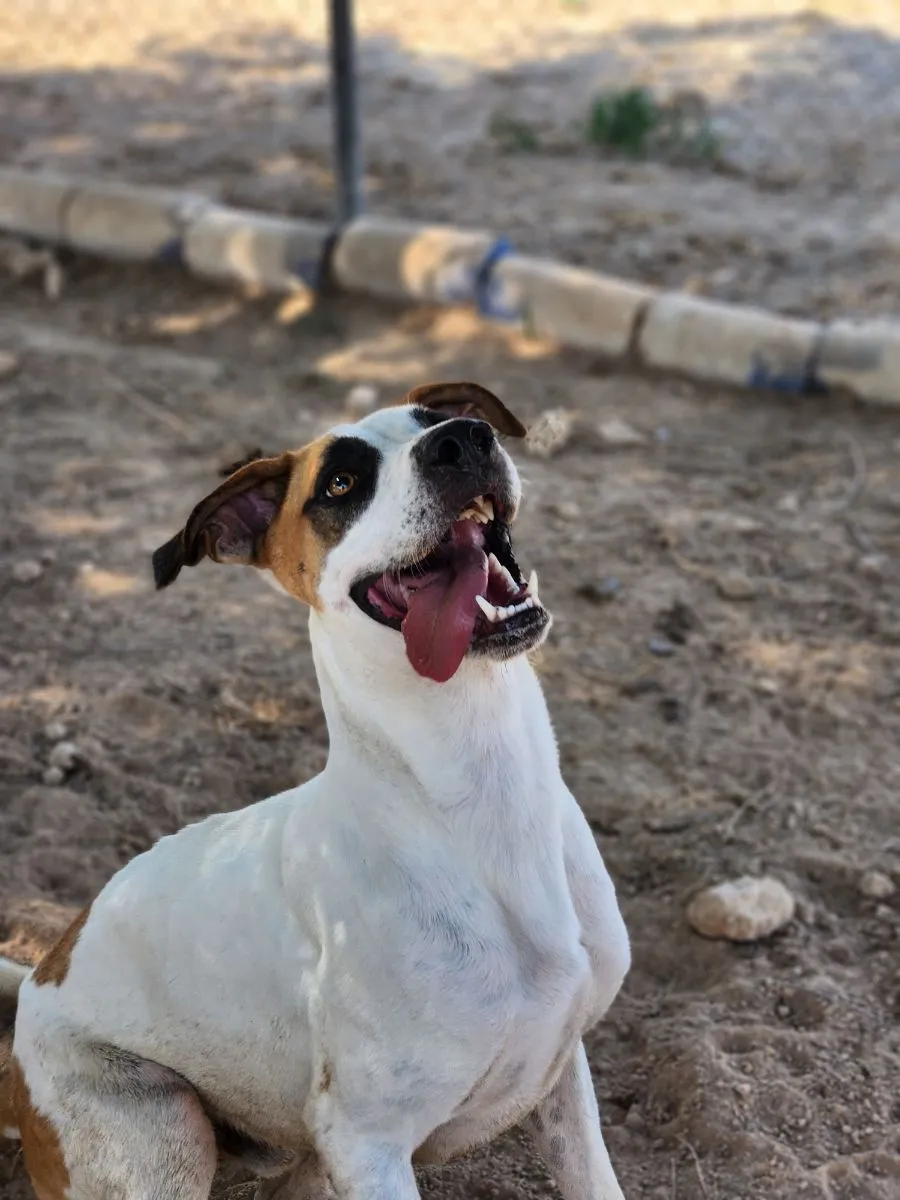 Dartanan –  Aktiver und geselliger Rüde sucht ein liebevolles Zuhause!