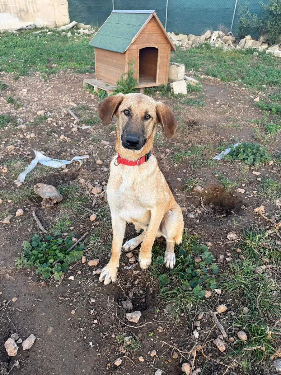 Hanky, ein stiller Held aus dem Wald – auf der Suche nach seinem sicheren Körbchen