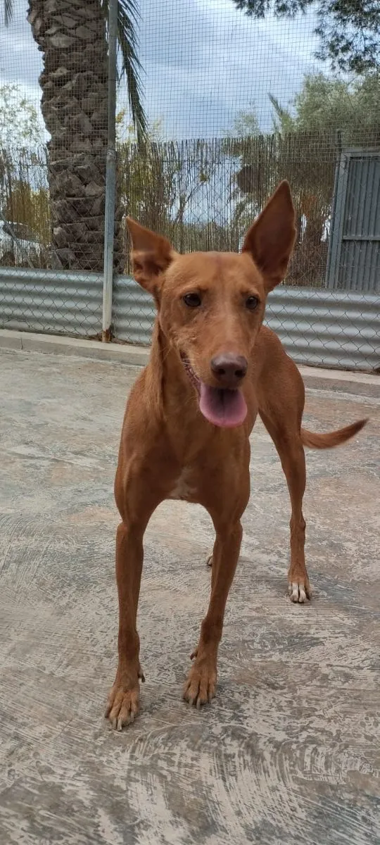 Illuminada – eine tapfere Hundemama auf der Suche nach ihrem Glück