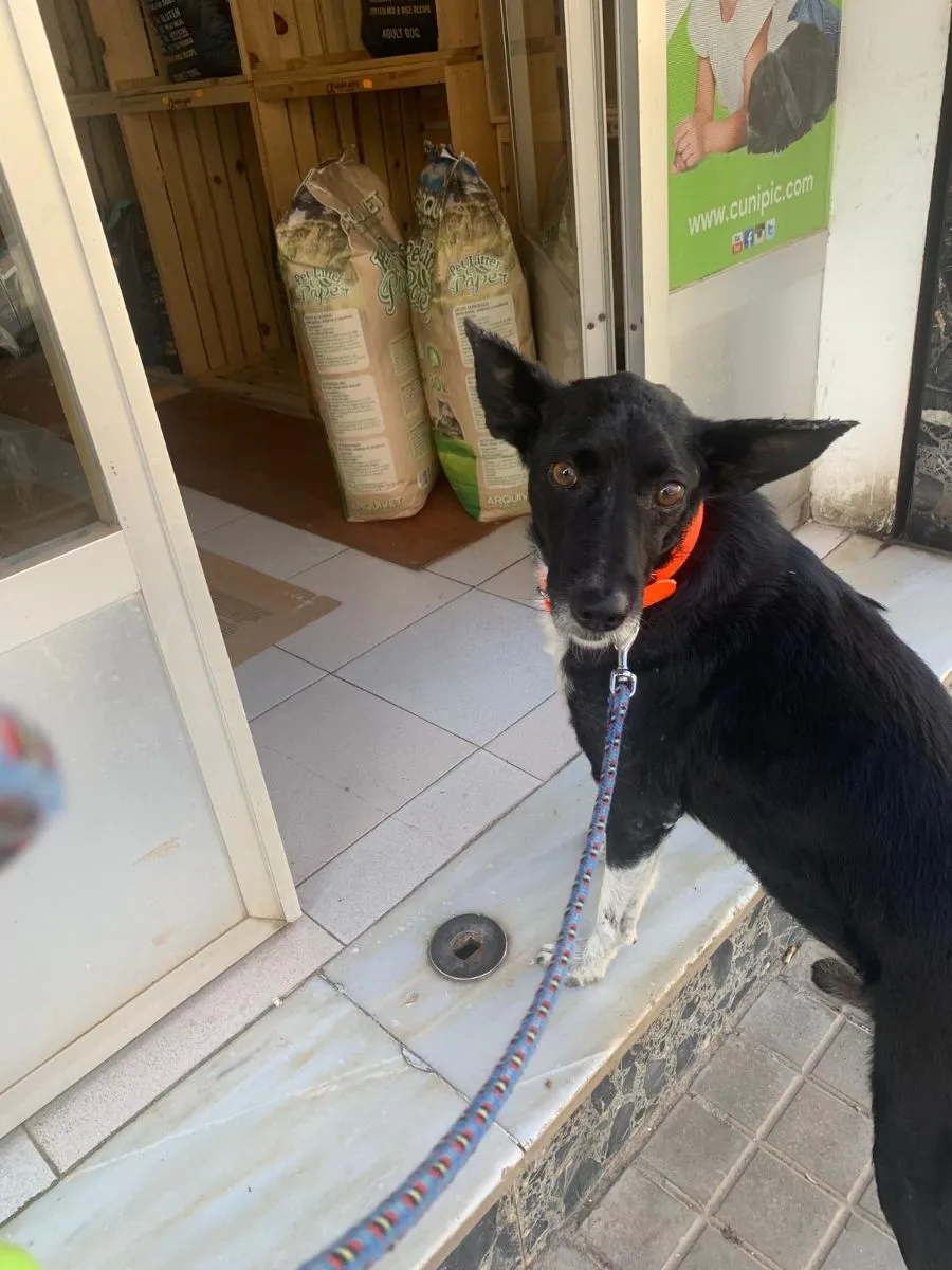 Kiko – gemütlicher, entspannter Bube hofft auf ein Zuhause