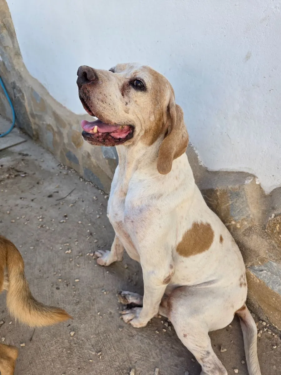 Nessy – auf der Suche nach einem friedvollen Lebensabend!