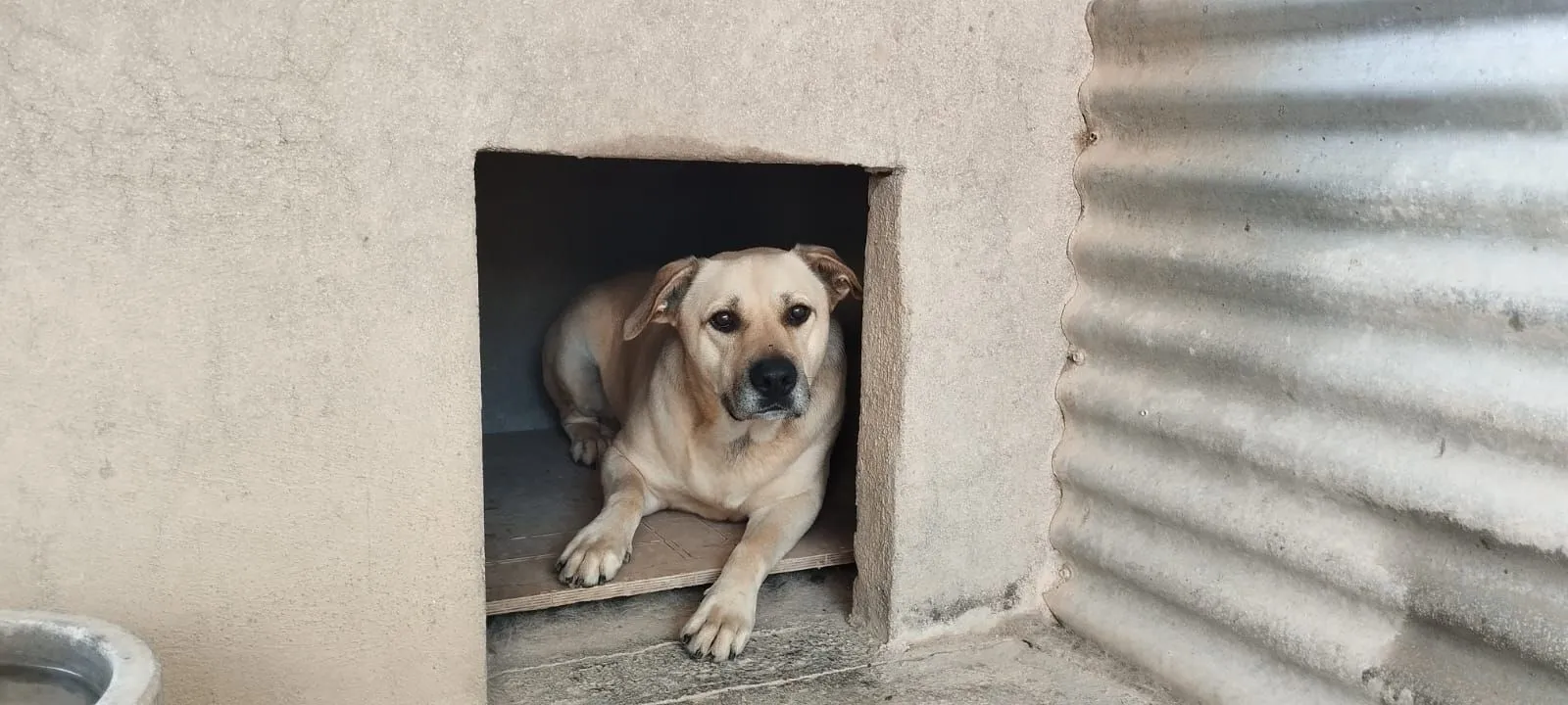 Piston – er wartet schon so lange! Diese schöne Hundeseele sucht sein Zuhause!