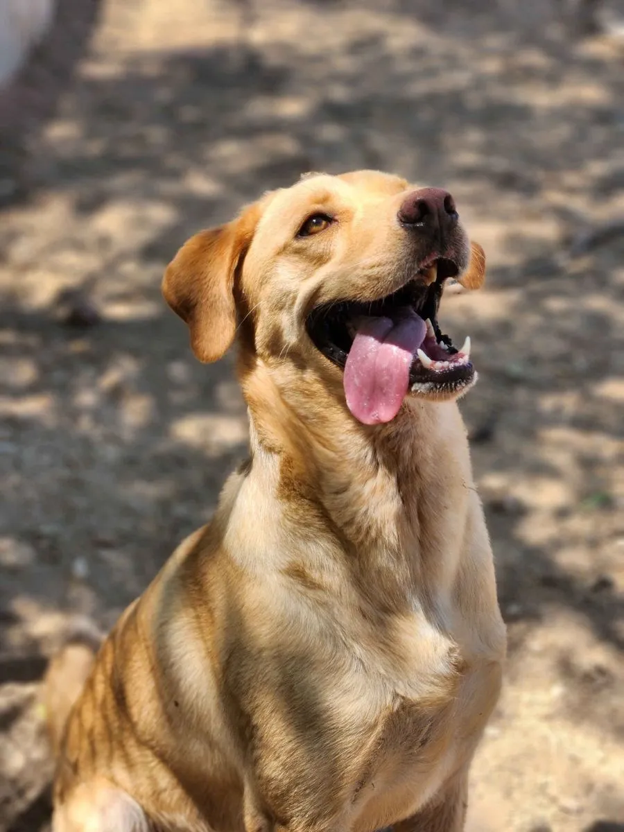 Charmeur mit Entdeckergeist sucht sein Für-immer-Zuhause