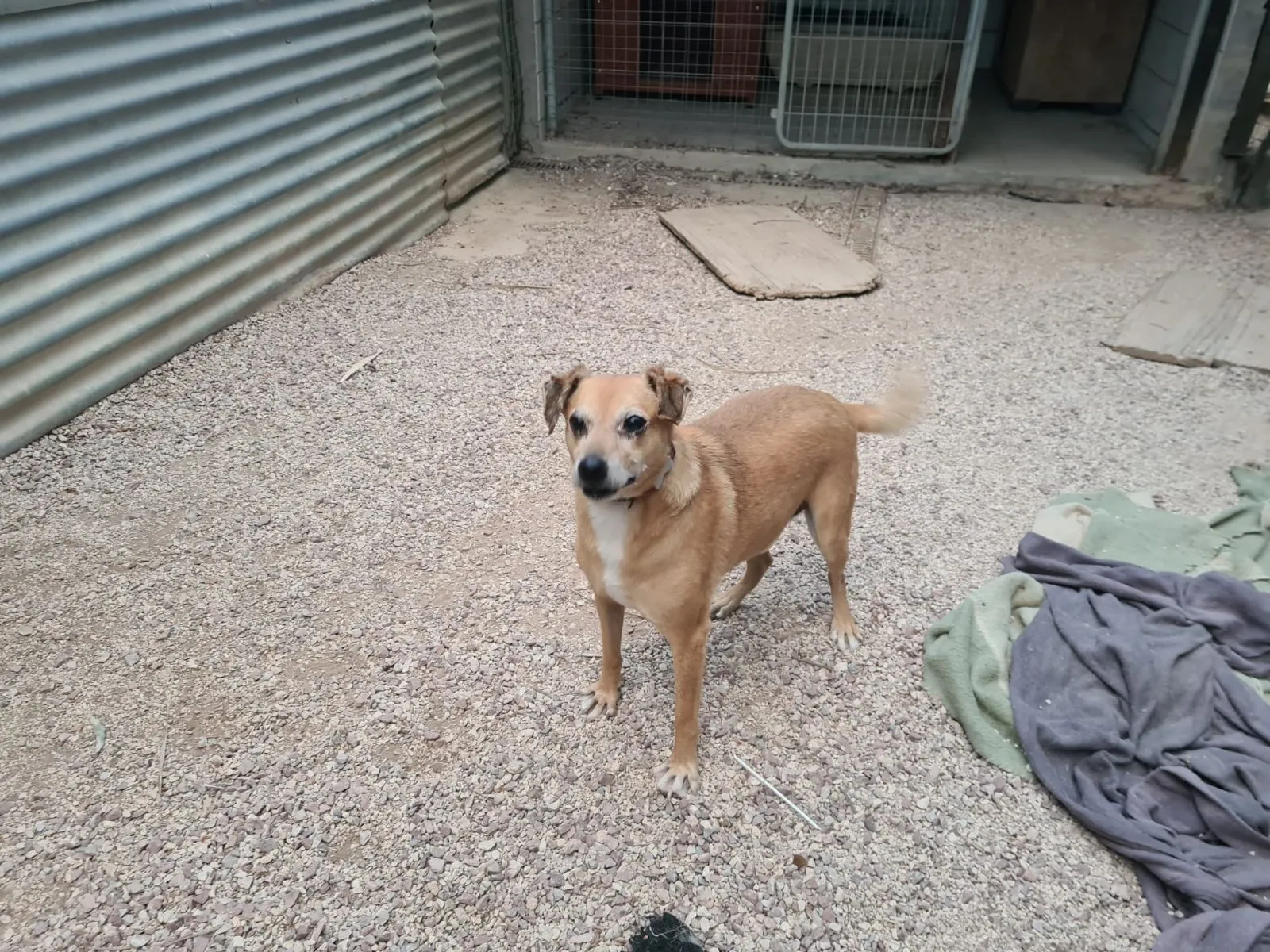 Ronny – ein Lebensfroher Begleiter mit einer bewegten Vergangenheit.