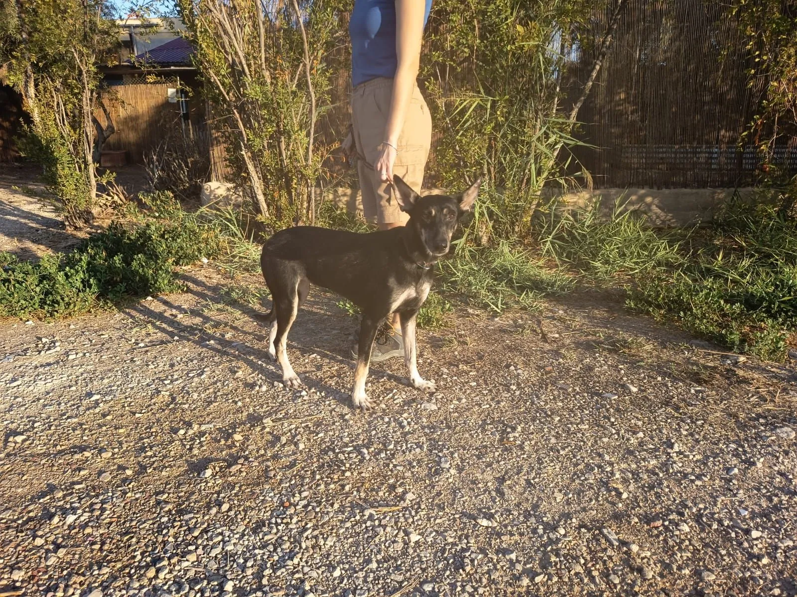 Sofi – eine liebe Seele sucht ihr Für-Immer-Daheim