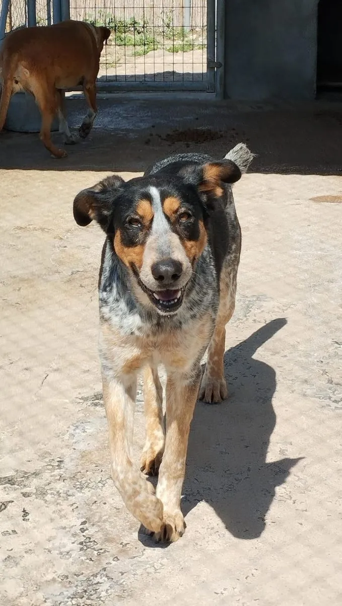 Tasha – ein Sonnenschein sucht ihr Zuhause