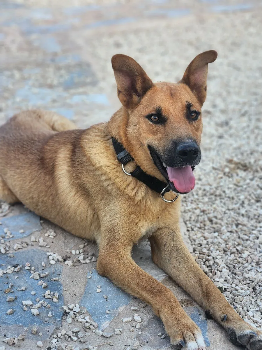 Tornel – Ein Rohdiamant sucht seine Chance