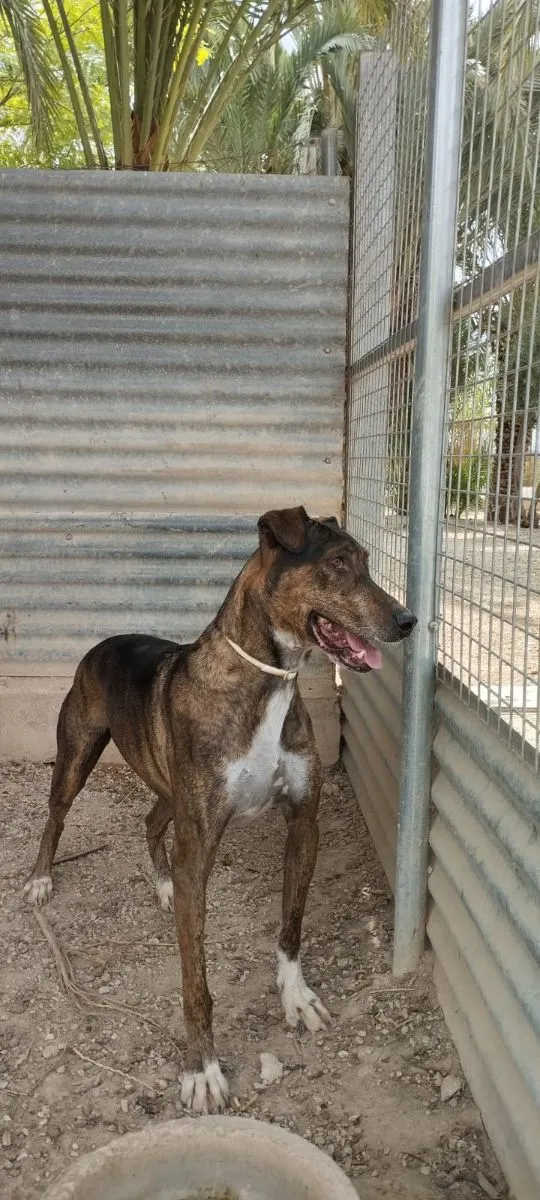 Ein Herz sucht Halt – junger Rüde mit grossem Potenzial sucht liebevolles Zuhause