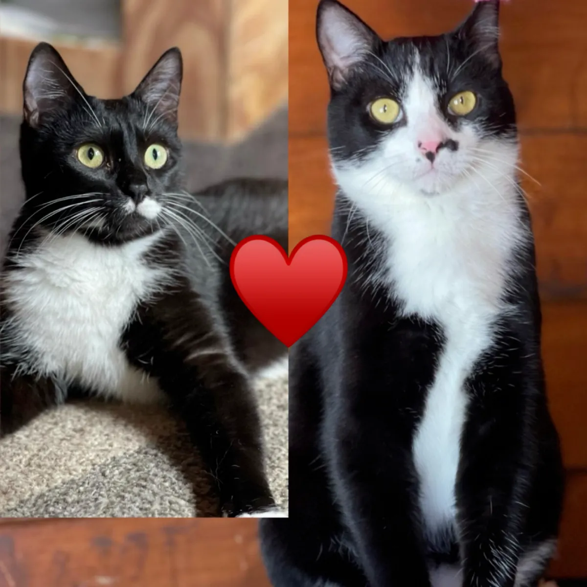 Daniela & David – ein Geschwisterpaar sucht gemeinsam ihr Wohlfühlzuhause