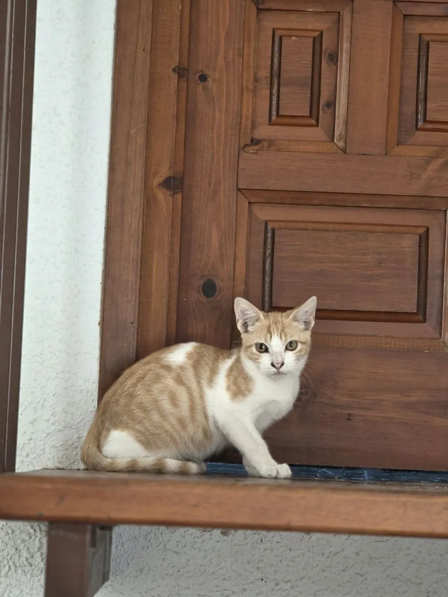 Loui Unser leiser Träumer mit dem zarten Herz und der großen Sehnsucht nach Geborgenheit