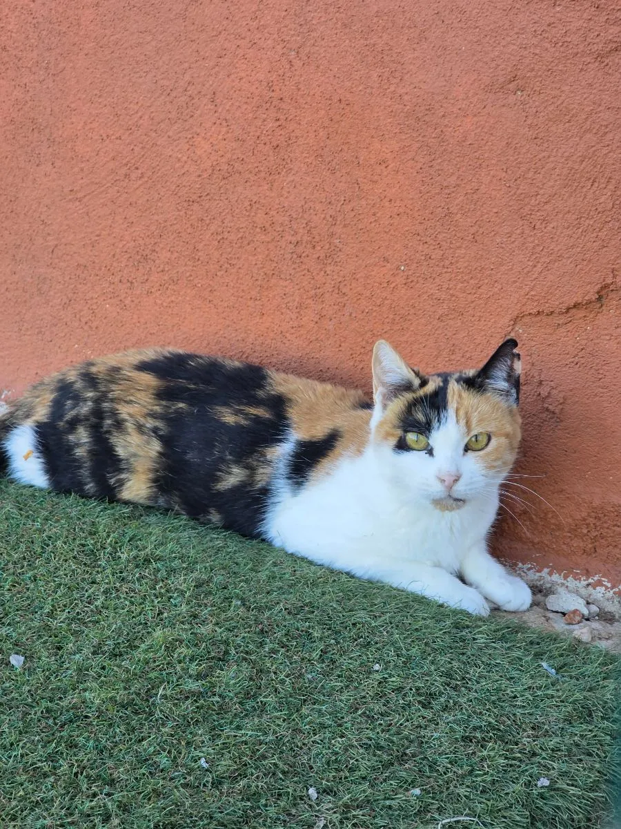 Mimi – eine kleine Prinzessin mit großem Herzen sucht ihr Für-Immer-Zuhause