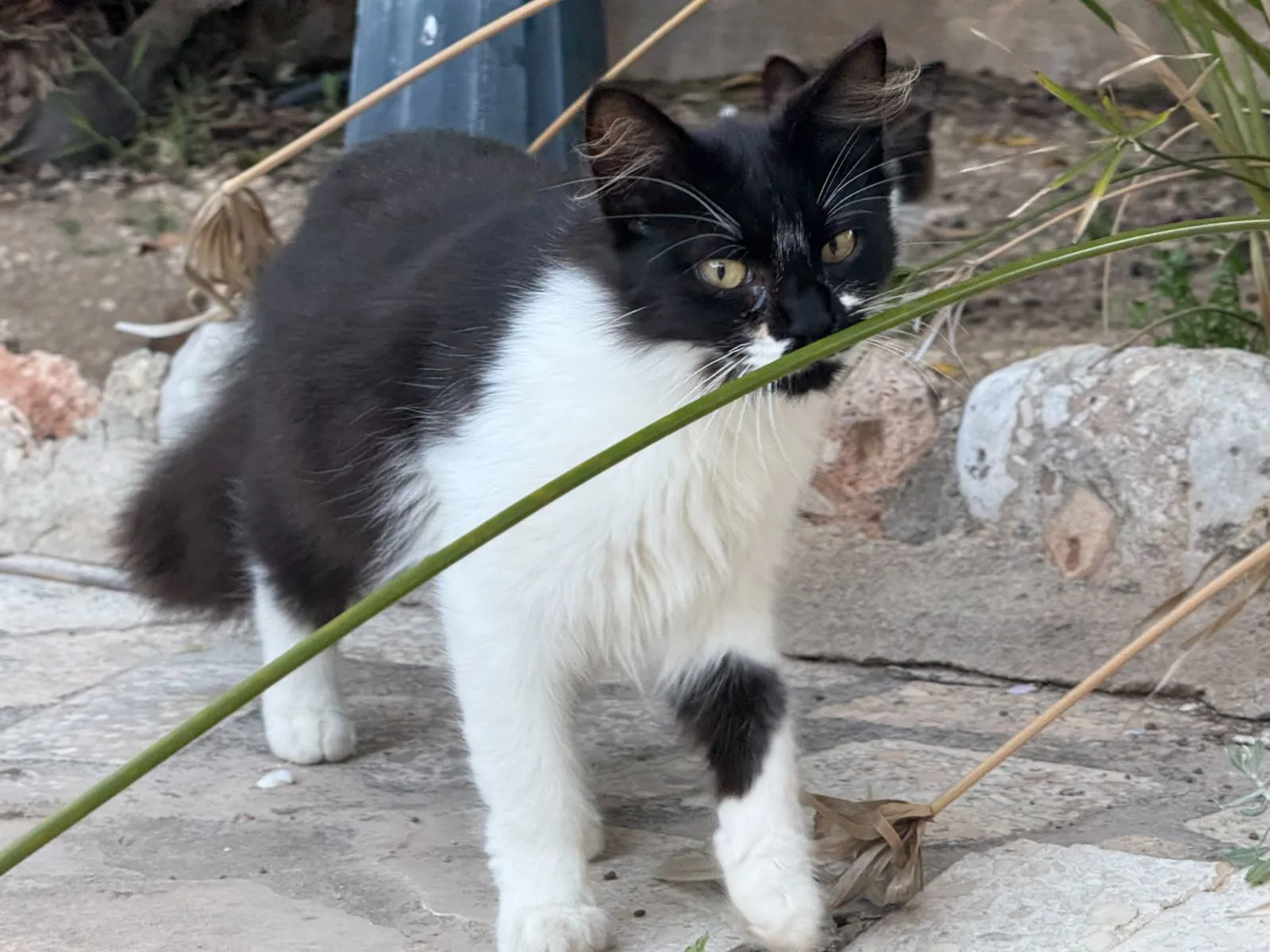 Minouche hat zu viel verloren – bitte schenke ihr endlich ein Zuhause!